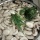 What's for Dinner? | Mushroom Broth